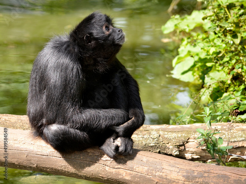 Black-headed spider monkey (Ateles fusciceps) sitting on a tree trunk above a pond and looking up  photo