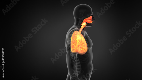 X-ray view Human Lung Respiratory System