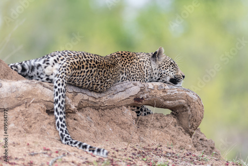 A horizontal colour image of a lazy leopard, Panthera pardus, sleeping on a dead tree branch on eye level with green shallow depth of field
