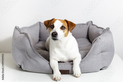 Dog jack russell terrier lying in gray pet bed, outstretched paws, and looking at camera on light background. Eco-friendly pet products, pet shop. Love and care for pets, healthy, veterinary medicine.