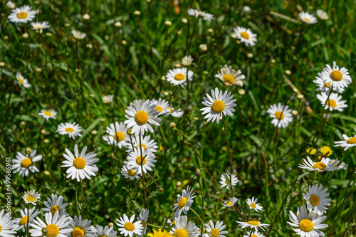 close-up of some daisies in the middle of the green grass on a spring morning.