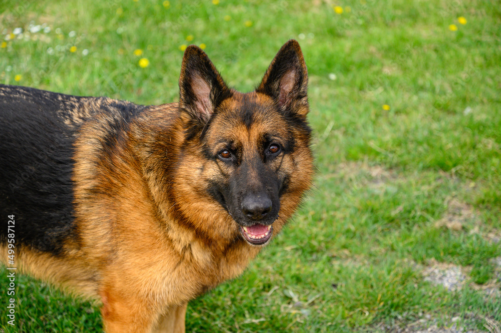 close-up of the head of a german shepherd dog, in profile, looking directly at the camera, attentive, half-open mouth and pricked ears