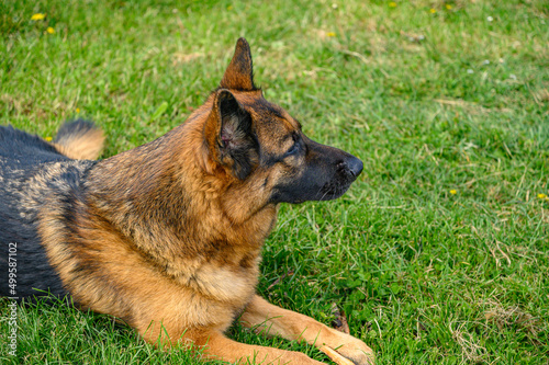German shepherd dog lying on the grass like a sphinx, relaxed, with his mouth ajar and his tongue hanging out, ears erect and with a calm and confident air, in the fresh spring grass, looking to the r