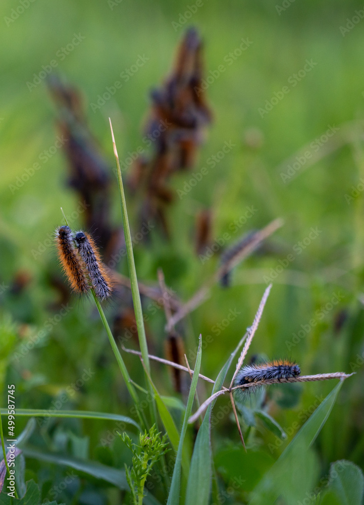 Many caterpillars on the leaf. Malacosoma castrensis, ground lackey Many caterpillars on the leaf. Malacosoma castrensis, ground lackey
