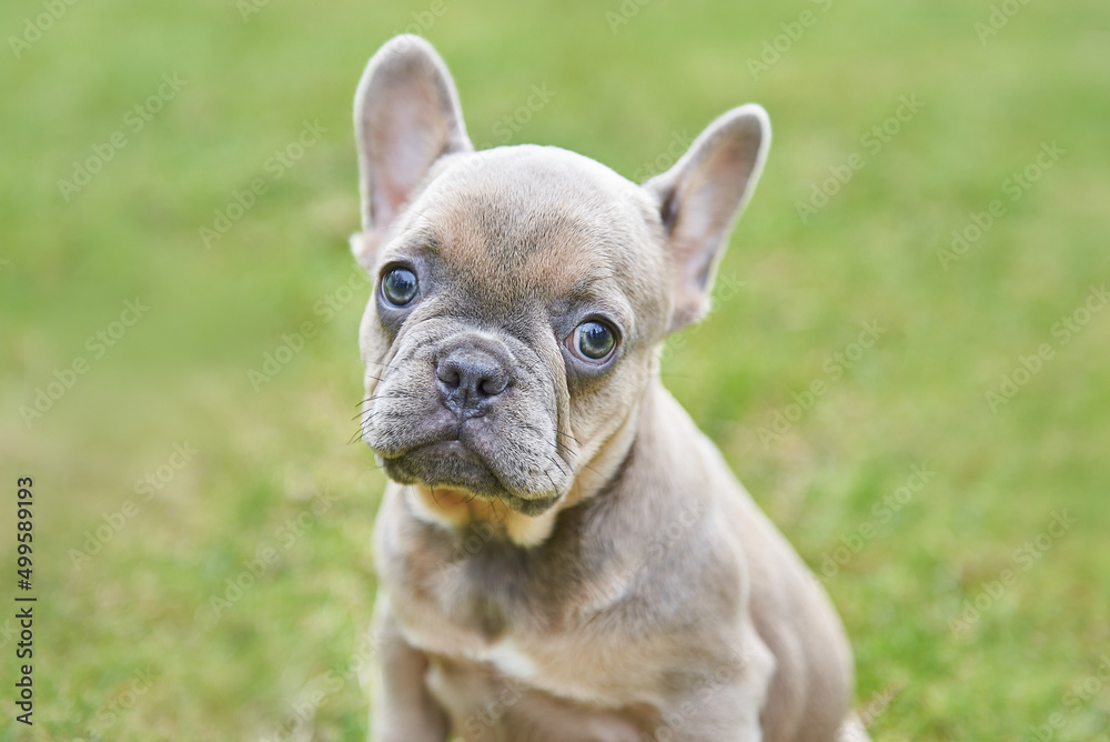 Close-up portrait of french bulldog puppy