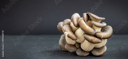 Oyster mushroom on dark background. Concept - organic, tasty and healthy food. Closeup. Banner.