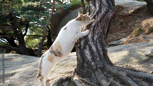 A three-color cat afraid to climb a tree.