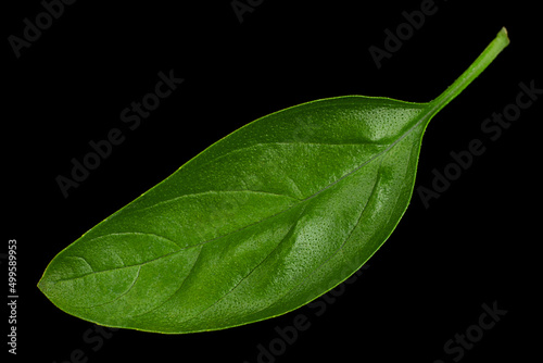 Green basil herb isolated