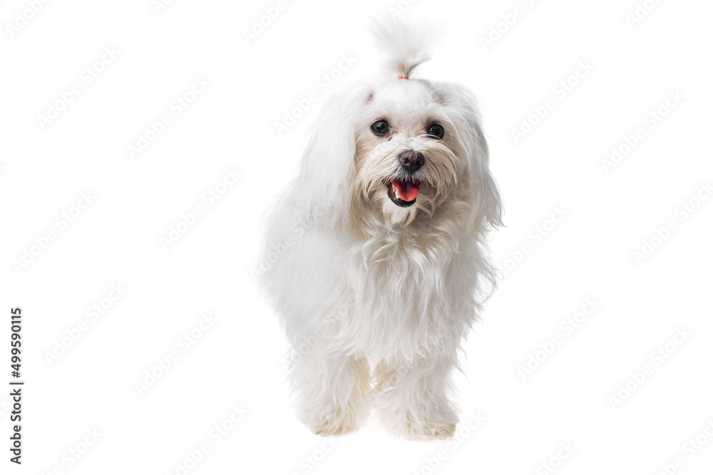 Beautiful and cute white bichon maltese dog over isolated background. Studio shoot of purebreed bichon puppy. Beautiful and cute white bichon maltese dog over isolated background. Studio shoot of purebreed bichon puppy.