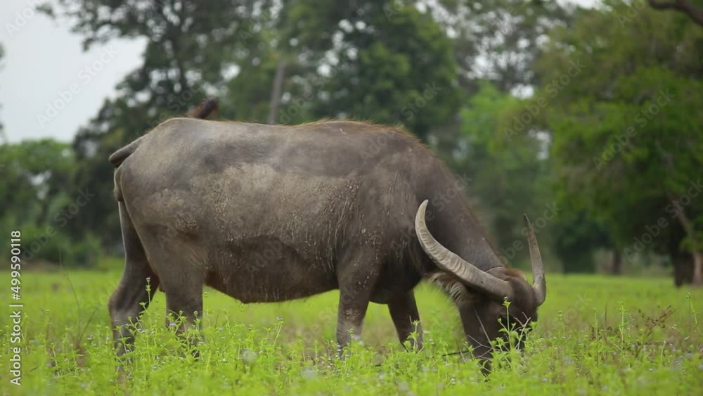 Large horn female buffalo eating grass on the green filed while walking. Thailand Buffaloes. Side view