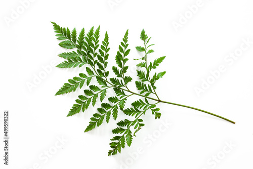 leaves of fern isolated on white background for design elements, tropical leaf.