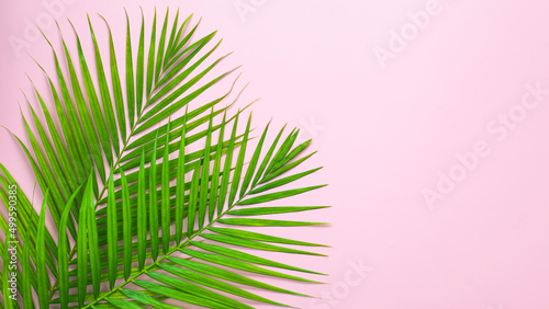 top view of tropical palm leaf on pink color background. minimal summer concept, flat lay, copy space.