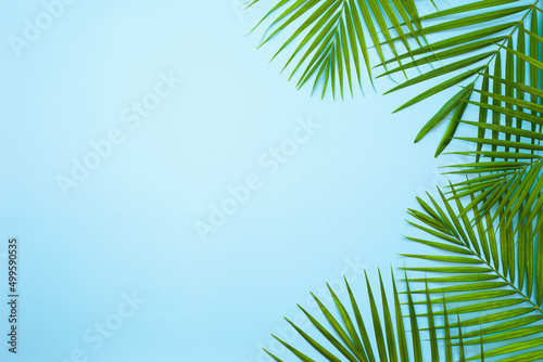 top view of tropical palm leaf on blue color background. minimal summer concept  flat lay  copy space.