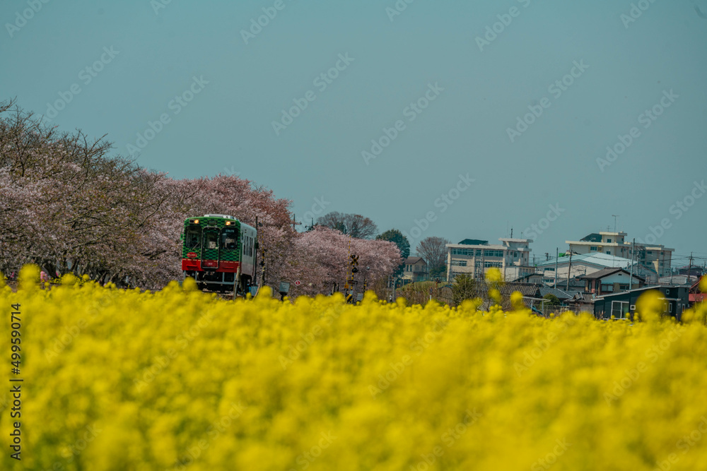 Fototapeta premium 真岡鉄道 ’２２ 春
