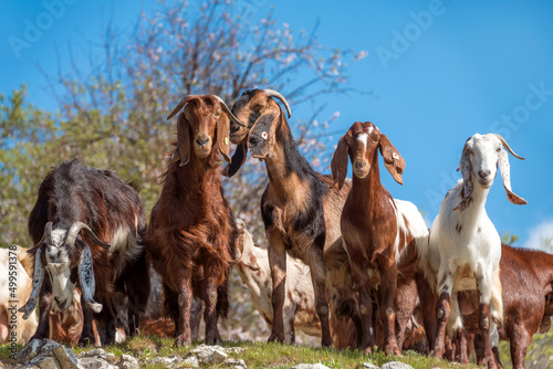 Brown and white Cyprus goats looking at the camera