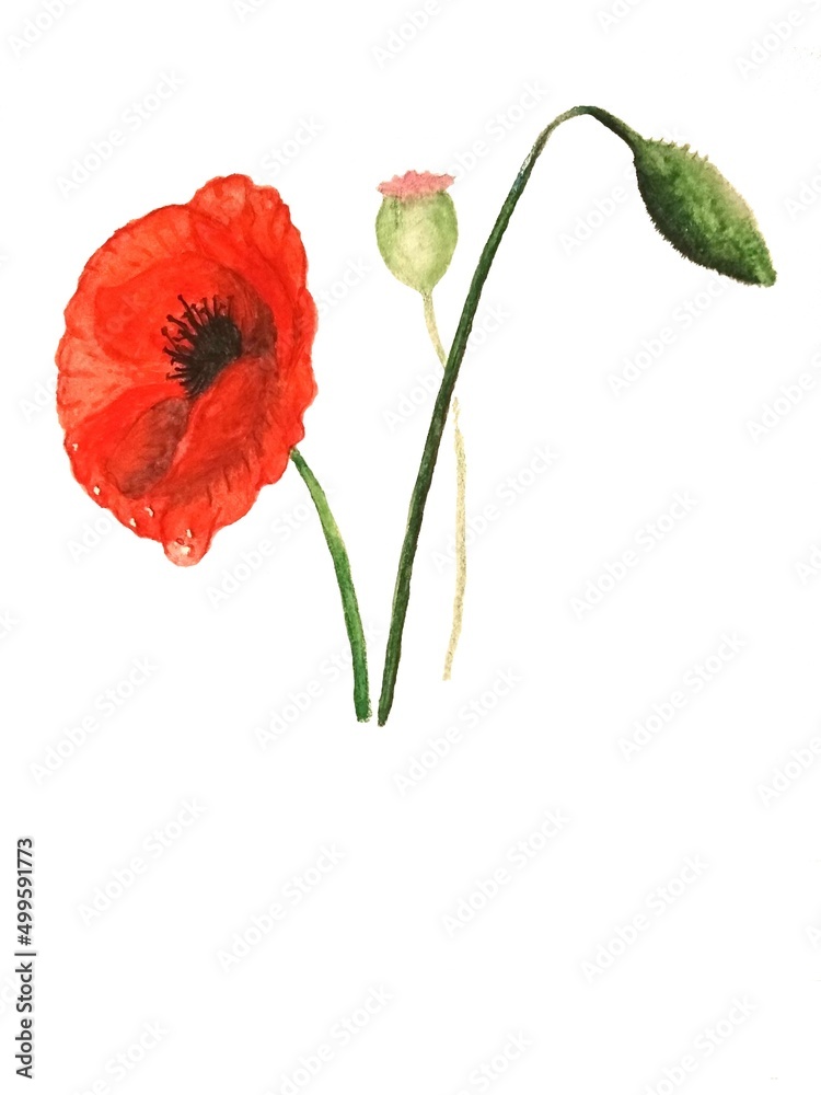 watercolor drawing of red poppy watercolor drawing of red poppy