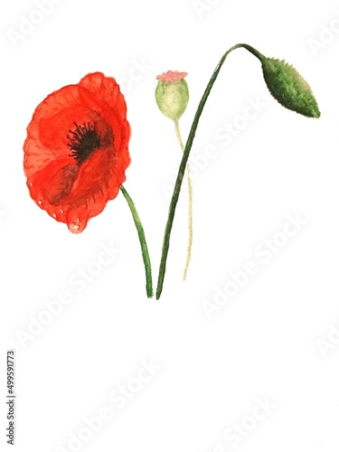 watercolor drawing of red poppy