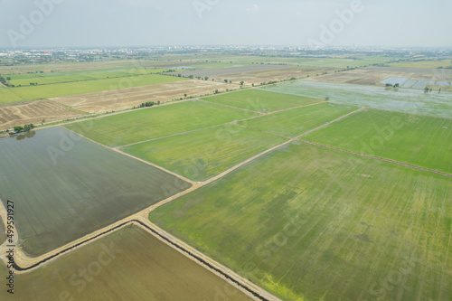 aerial view from flying drone of Field rice with landscape green pattern nature background, top view field rice