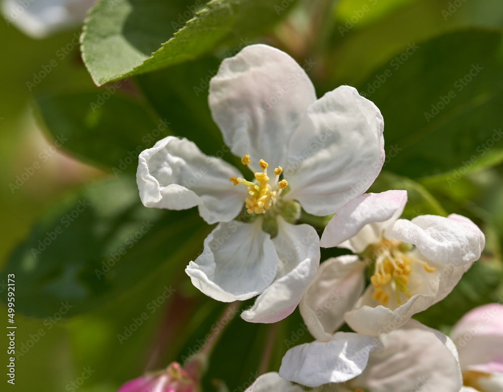 White apple blossom petals in spring White apple blossom petals in spring