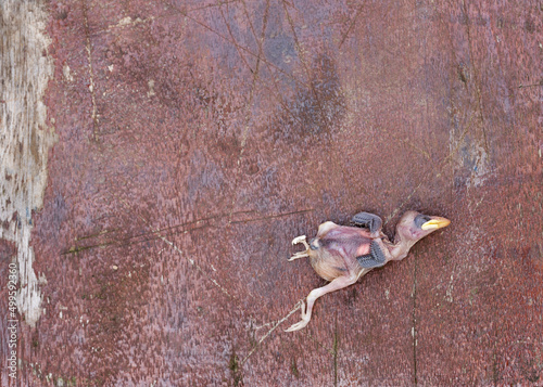 Dead hatchling on a wooden table