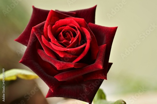 rosa roja photo