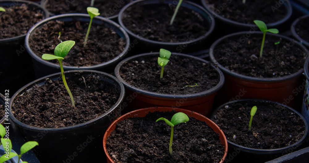 A young seedling of fresh cucumber stands in plastic pots. growing cucumbers in a greenhouse. A young seedling of fresh cucumber stands in plastic pots. growing cucumbers in a greenhouse.