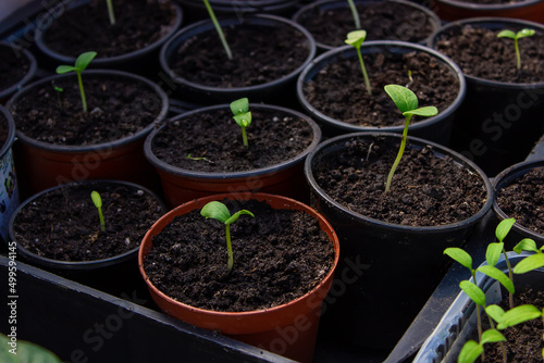 A young seedling of fresh cucumber stands in plastic pots. growing cucumbers in a greenhouse.