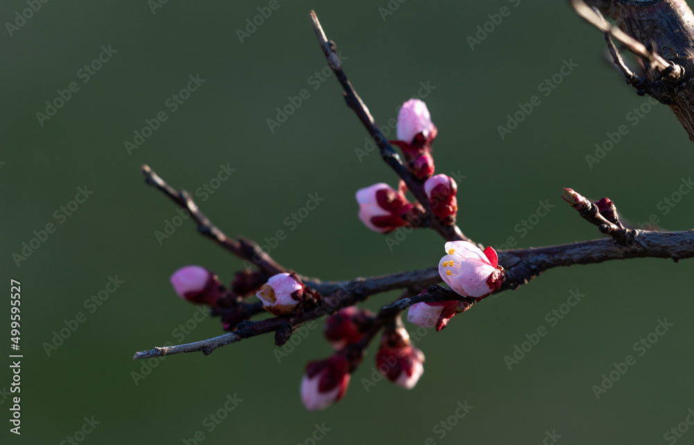 Blooming apricot tree. Soft focus. Spring colors of nature. Blooming apricot tree. Soft focus. Spring colors of nature.