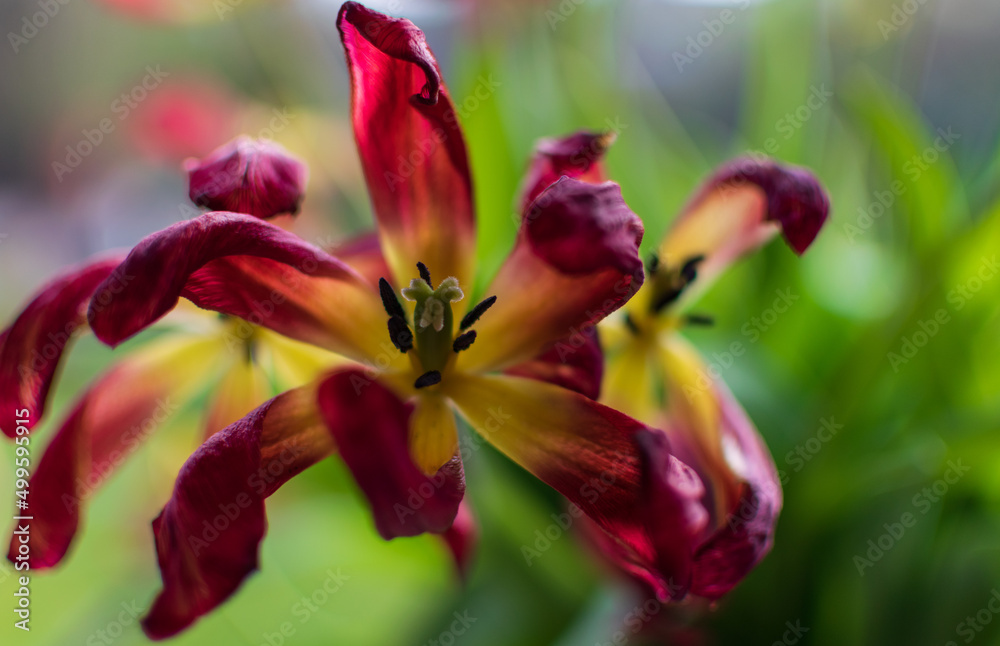 Dying out red tulip flower, closeup background Dying out red tulip flower, closeup background