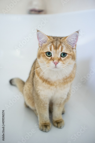 Fototapeta Naklejka Na Ścianę i Meble -  Sad cat sits in a bath and looks anxiously with its green eyes. 