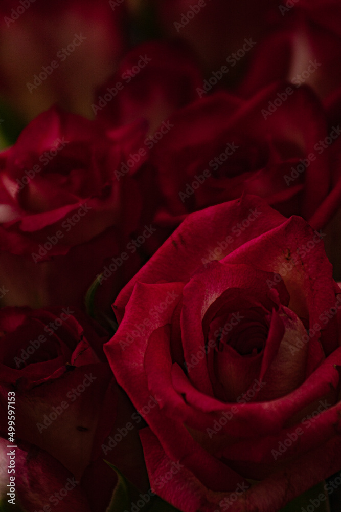 Naklejka premium Red Shadow Rose, red rose close-up