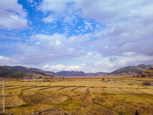 yellow grass countryside fields with mountain and bright blue sky at morning