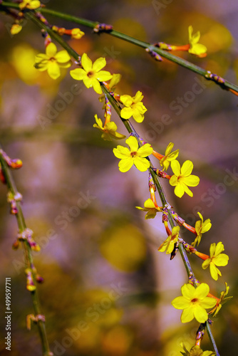 Yellow winter jasmine blooming in spring