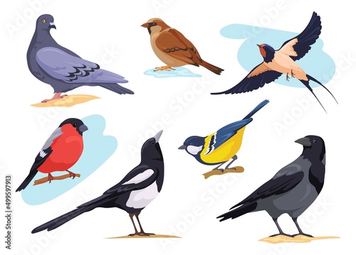 Common birds. Cartoon isolated city and forest bird pigeons sparrows bullfinch dove goldfinch  nature birding european animal collection different pose  neat vector illustration