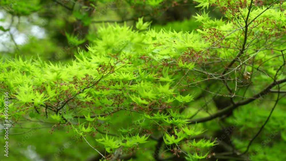 森林 森林