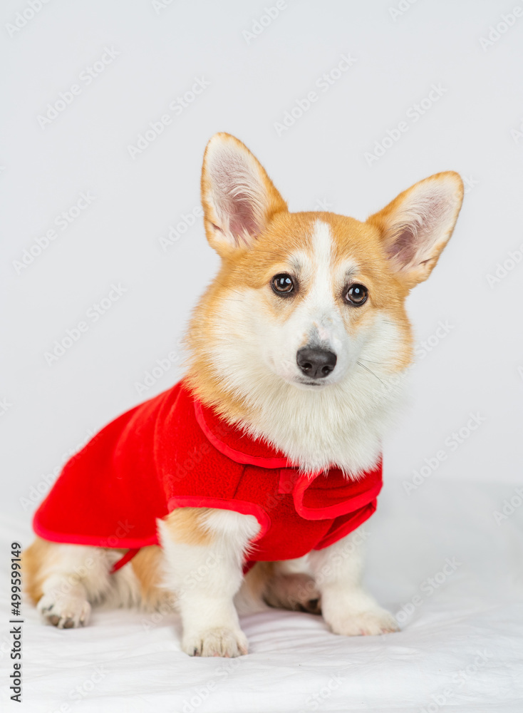 Corgi puppy in a red jacket prepared for a walk