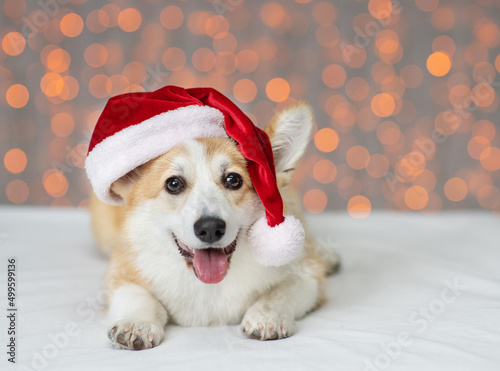 Corgi puppy lying on the background of Christmas lights in a santa hat © Ermolaeva Olga