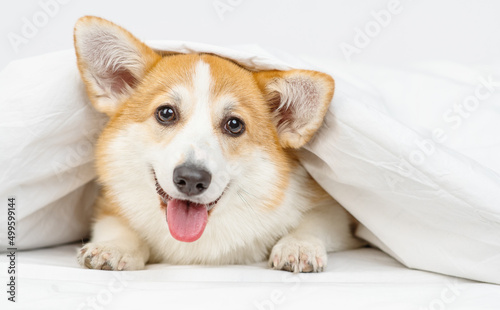 Corgi puppy lying on the bed under the covers and looking at the camera