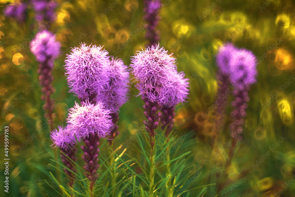 Naklejka premium Liatris spicata