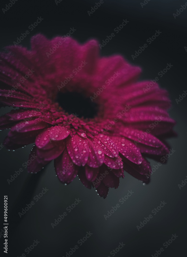 pink gerber daisy