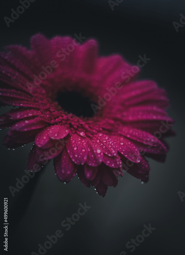 Obraz na płótnie pink gerber daisy w salonie