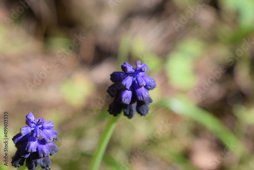 Wild grape hyacinth (Muscari botryoides) flowers photo