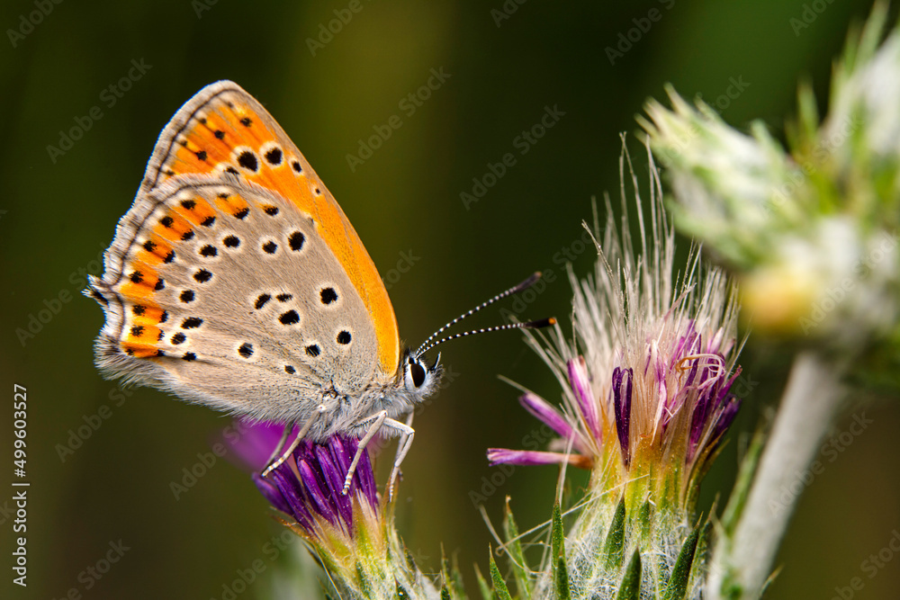 Macro shots, Beautiful nature scene. Closeup beautiful butterfly sitting on the flower in a summer garden. Macro shots, Beautiful nature scene. Closeup beautiful butterfly sitting on the flower in a summer garden.