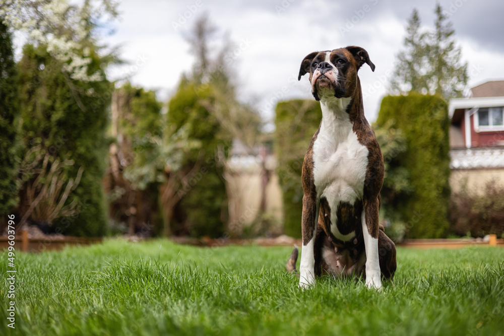 Adorable Boxer Dog sitting on grass outside.
