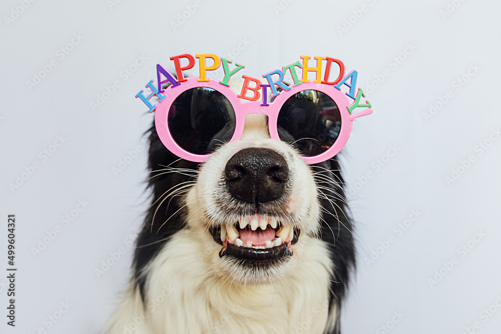 Happy Birthday party concept. Funny cute puppy dog border collie wearing  birthday silly eyeglasses and smiling isolated on white background. Pet dog  on Birthday day Stock Photo | Adobe Stock
