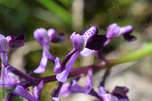 Closeup on the purple flowers of a rare wild orchid (Anacamptis morio subsp. longicornu)