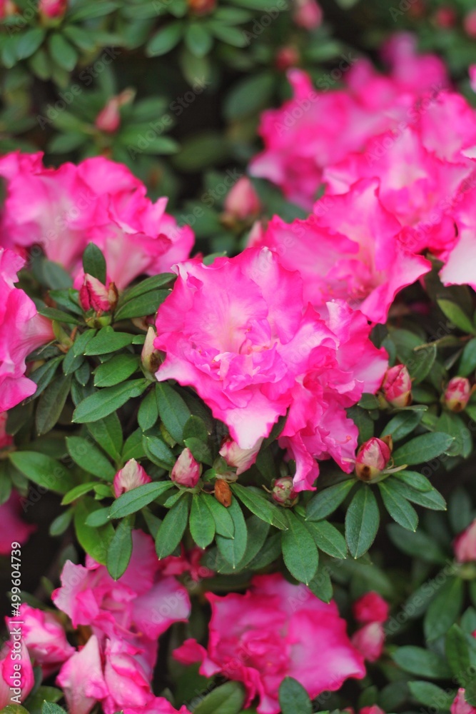 pink flowers growing in the garden pink flowers growing in the garden