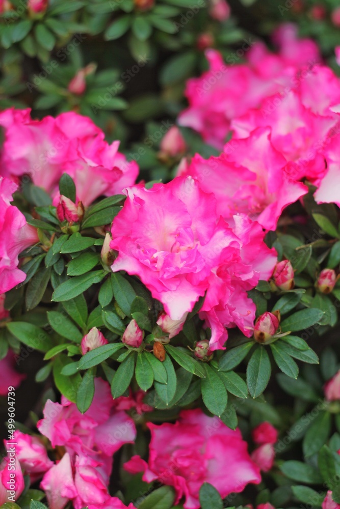 pink flowers growing in the garden