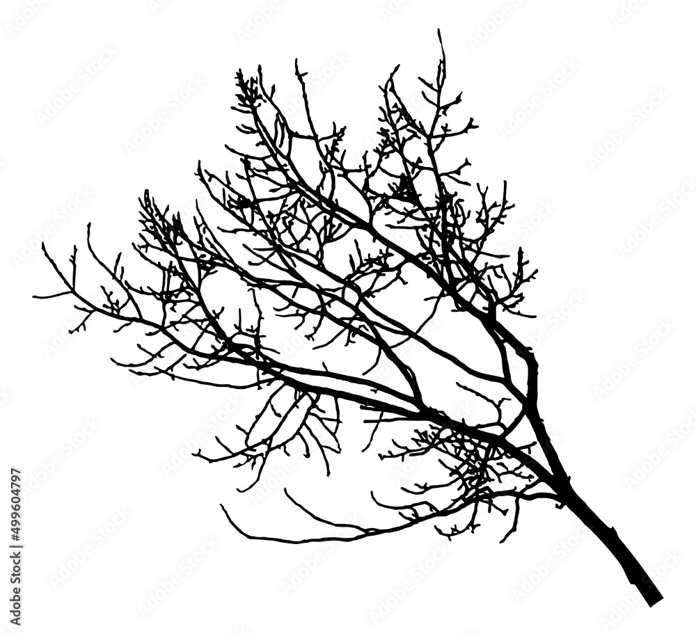 Bare branch of deciduous tree, silhouette. Vector illustration