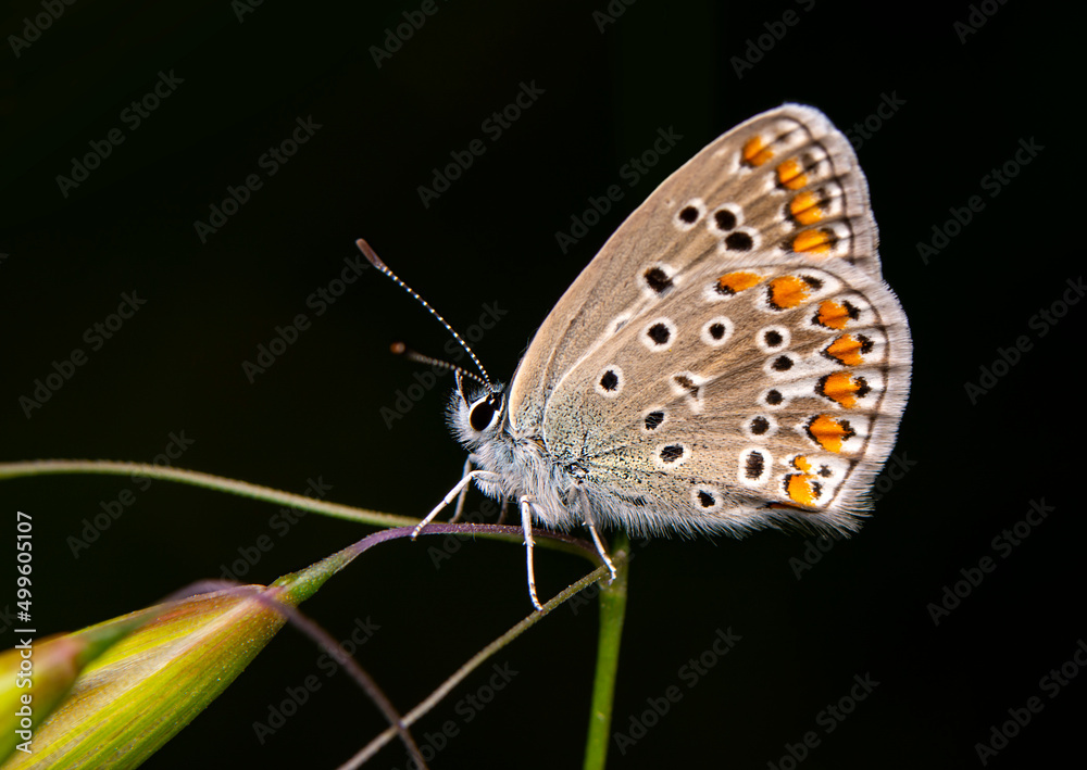 Macro shots, Beautiful nature scene. Closeup beautiful butterfly sitting on the flower in a summer garden. Macro shots, Beautiful nature scene. Closeup beautiful butterfly sitting on the flower in a summer garden.